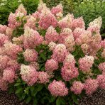 Hortenzia metlinatá (Hydrangea paniculata) ‘PINK DIAMOND’ - výška 20-30 cm, kont. C2L